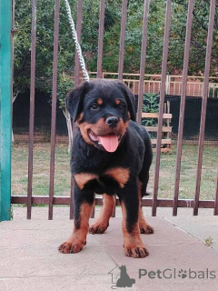 Foto №1. rottweiler - zum Verkauf in der Stadt Zemun | verhandelt | Ankündigung № 154079