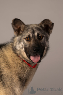 Foto №1. mischlingshund - zum Verkauf in der Stadt St. Petersburg | Frei | Ankündigung № 146686