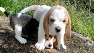 Foto №2 zu Ankündigung № 124713 zu verkaufen beagle - einkaufen Deutschland quotient 	ankündigung