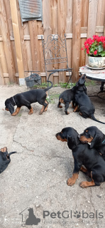 Foto №3. Schwarzwildbracke, Slovensky Kopov Welpen. Polen