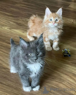 Foto №1. maine-coon-katze - zum Verkauf in der Stadt Eposini | verhandelt | Ankündigung № 167323