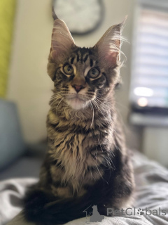 Foto №2 zu Ankündigung № 138040 zu verkaufen maine-coon-katze - einkaufen Spanien quotient 	ankündigung