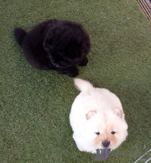 Foto №2 zu Ankündigung № 167485 zu verkaufen chow-chow - einkaufen Dänemark quotient 	ankündigung, züchter