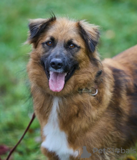 Foto №4. Ich werde verkaufen mischlingshund in der Stadt Москва. quotient 	ankündigung - preis - Frei