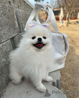 Foto №1. pommersche spitz - zum Verkauf in der Stadt Mississippi State | 533€ | Ankündigung № 166384