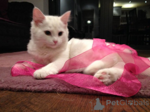 Foto №1. norwegische waldkatze - zum Verkauf in der Stadt Mettmann | 350€ | Ankündigung № 149192