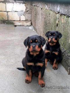 Foto №2 zu Ankündigung № 87014 zu verkaufen rottweiler - einkaufen Serbien 