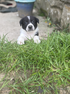 Foto №1. border collie - zum Verkauf in der Stadt Aqua | 490€ | Ankündigung № 168899