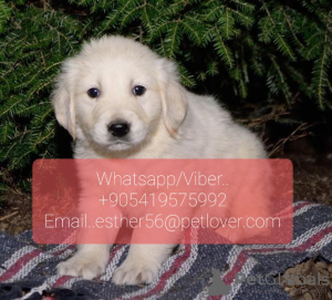 Foto №1. golden retriever - zum Verkauf in der Stadt Ekaterinburg | 360€ | Ankündigung № 107017