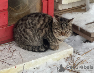 Foto №3. Zwei wundervolle graue Kätzchen suchen ein Zuhause.. Russische Föderation