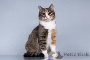 Foto №1.  - zum Verkauf in der Stadt Chimki | Frei | Ankündigung № 161457