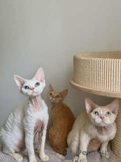 Foto №2 zu Ankündigung № 178111 zu verkaufen devon rex - einkaufen Deutschland züchter