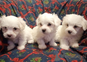 Foto №3. Coton de Tulear puppies for sale. Serbien