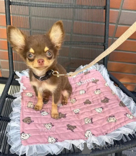 Foto №2 zu Ankündigung № 161014 zu verkaufen chihuahua - einkaufen Finnland quotient 	ankündigung, züchter