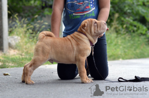 Foto №4. Ich werde verkaufen shar-pei in der Stadt Helsinki. züchter - preis - 800€