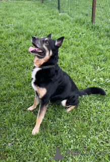 Foto №3. Dringend auf der Suche nach einer liebevollen Familie für Spike !!!. Russische Föderation