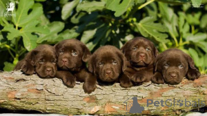 Foto №3. Labrador retriever puppies. Serbien
