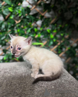 Foto №1. bengal katzenrasse - zum Verkauf in der Stadt Friborg | 750€ | Ankündigung № 152718