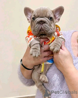 Foto №4. Ich werde verkaufen mischlingshund in der Stadt Anjala. quotient 	ankündigung - preis - Frei