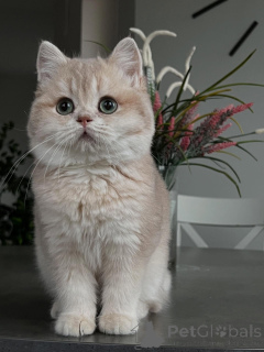 Foto №2 zu Ankündigung № 160614 zu verkaufen chinchilla-katze - einkaufen Deutschland quotient 	ankündigung