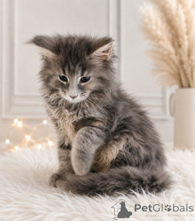 Foto №1. maine-coon-katze - zum Verkauf in der Stadt Baden-Baden | 350€ | Ankündigung № 172021