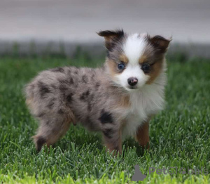 Foto №1. australian shepherd - zum Verkauf in der Stadt Friedberg (Hessen) | 900€ | Ankündigung № 150544
