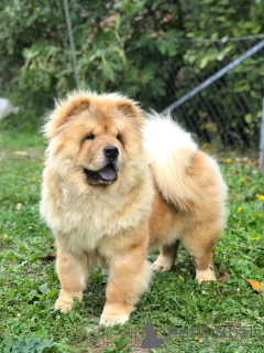 Foto №2 zu Ankündigung № 155117 zu verkaufen chow-chow - einkaufen Serbien züchter