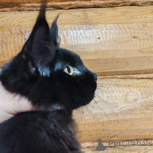 Foto №3. Maine Coon Cat. Russische Föderation