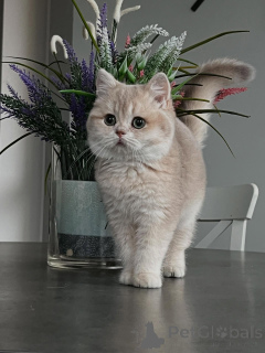 Foto №3. Chinchilla-Kätzchen die perfekte Mischung aus Schönheit und süßem Temperament. Deutschland