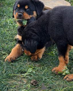Foto №3. Champion Bloodline Rottweiler-Welpen von außergewöhnlicher Qualität. Deutschland