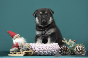 Foto №1. osteuropäischer schäferhund - zum Verkauf in der Stadt Jūrmala | verhandelt | Ankündigung № 127438