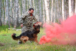 Foto №3. Hundetraining professionell in Russische Föderation