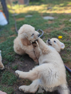 Foto №3. Der entzückende Hund Golden Retriever liebt eine geliebte Familie. Frankreich