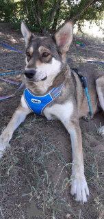 Foto №3. Auf der Suche nach einem Zuhause. Russische Föderation