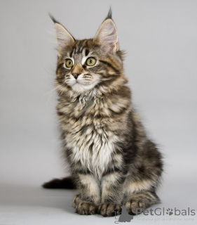 Foto №2 zu Ankündigung № 163381 zu verkaufen maine-coon-katze - einkaufen Österreich quotient 	ankündigung, züchter