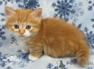 Foto №1. munchkin - zum Verkauf in der Stadt Athen | 250€ | Ankündigung № 156195