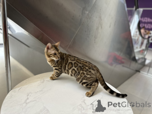 Foto №3. Paarung einer Bengalkatze in Weißrussland. Ankündigung № 174203