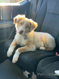 Foto №1. australian shepherd - zum Verkauf in der Stadt Sydney | verhandelt | Ankündigung № 123110