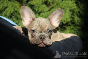 Foto №1. französische bulldogge - zum Verkauf in der Stadt Belgrad | verhandelt | Ankündigung № 38113