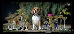 Foto №1. beagle - zum Verkauf in der Stadt Penza | verhandelt | Ankündigung № 13293