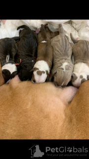 Foto №4. Ich werde verkaufen amerikanischer staffordshire terrier in der Stadt Tula. vom kindergarten - preis - verhandelt