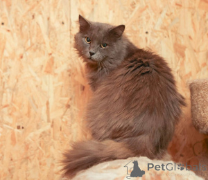 Foto №2 zu Ankündigung № 165036 zu verkaufen  - einkaufen Russische Föderation aus dem tierheim