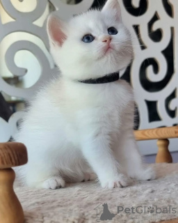 Foto №3. Lernen Sie meine entzückenden Kätzchen kennen! Sie sind verspielt, neugierig und. USA