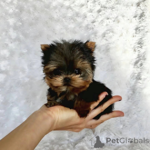 Foto №1. yorkshire terrier - zum Verkauf in der Stadt Glendalyugh | verhandelt | Ankündigung № 157332