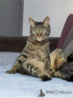 Foto №1.  - zum Verkauf in der Stadt Moskova | Frei | Ankündigung № 163836