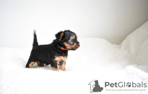 Foto №2 zu Ankündigung № 110991 zu verkaufen yorkshire terrier - einkaufen Deutschland quotient 	ankündigung, züchter