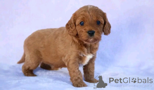 Foto №3. Cavapoo Welpen zur Adoption Verflügbar. Deutschland