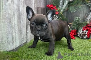 Foto №1. französische bulldogge - zum Verkauf in der Stadt Arrondissement de Berchtesgaden-Campagne | verhandelt | Ankündigung № 155634