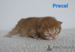 Foto №4. Ich werde verkaufen kurilen bobtail in der Stadt Trąbki małe. quotient 	ankündigung - preis - verhandelt