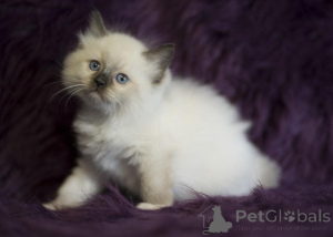 Foto №1. ragdoll-katze - zum Verkauf in der Stadt Badenheim | 350€ | Ankündigung № 147241